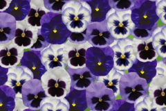 PANSY MATRIX  MIX - OCEAN BREEZE MIX 4"