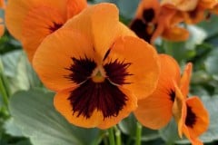 PANSY SELECT ORANGE BLOTCH 4"