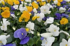 PANSY DELTA PRO MIX - YC SUNNY DAY MIX 4"