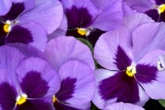 PANSY MATRIX OCEAN 4"