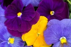 PANSY DELTA PRO MIX - YC TRICOLOR MIX 4"