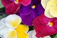 PANSY MATRIX MIX - YC PERFECT PAIRINGS MIX 4"