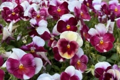 VIOLA COLORMAX BEACON ROSE 4"