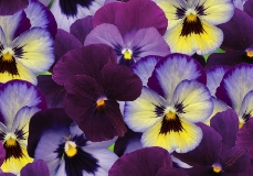 VIOLA COLORMAX MIX - YC BLUES MIX 4"