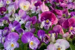 VIOLA COLORMAX LAVENDER FLASH 4"