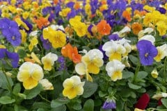 VIOLA PENNY ALL SEASON MIX 4"