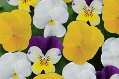 VIOLA SORBET MIX - YC LEMON PARFAIT MIX 4"